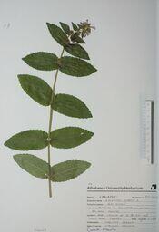 Galeopsis tetrahit (Hemp Nettle): Hemp Nettle