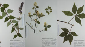 T.S. Bakshi Herbarium