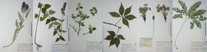 T.S. Bakshi Herbarium